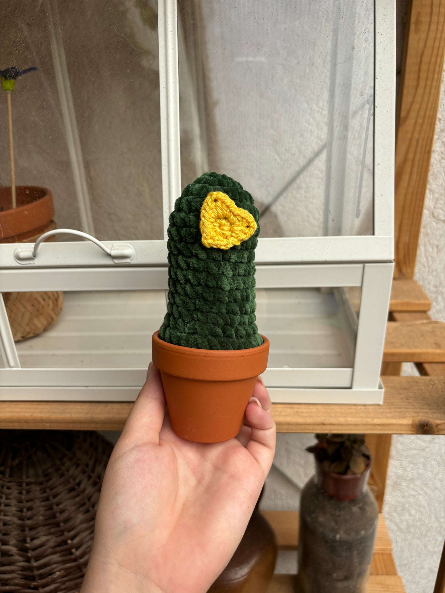 Cactus 🌵
