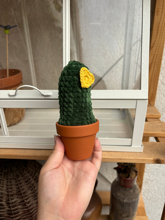 Cactus 🌵